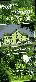 menus du restaurant : H�TEL RESTAURANT DE LA FOR�T